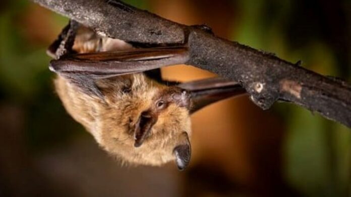 Epstesicus fuscus. Big brown bat. | Photo: Jason Headley. Saskatchewan government supplied.