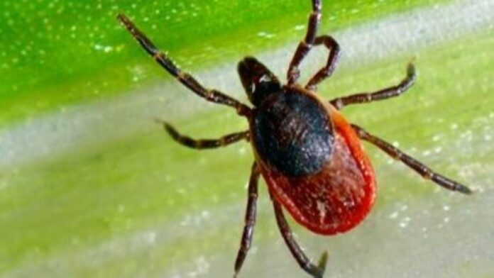 Black legged tick. |Photo: Government of Saskatchewan.